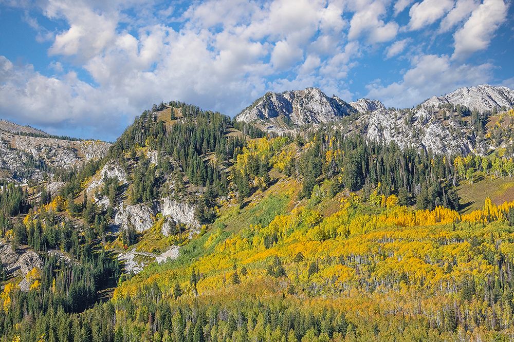USA, Utah. Aspen and maple in fall color. Wasatch Mountains along South Big Cottonwood Canyon Road art print by Darrell Gulin for $57.95 CAD