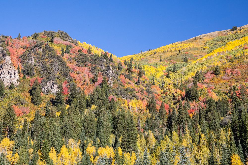 USA, Utah. Aspen and maple in fall color. Wasatch Mountains along South Big Cottonwood Canyon Road art print by Darrell Gulin for $57.95 CAD