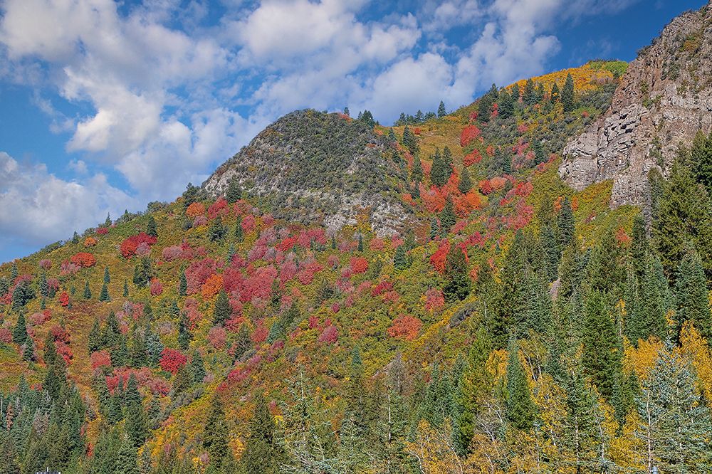 USA, Utah. Aspen and maple in fall color. Wasatch Mountains along South Big Cottonwood Canyon Road art print by Darrell Gulin for $57.95 CAD