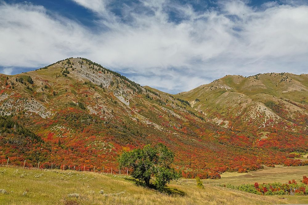 USA, Utah. East of Brigham City near Wellsville with mountain range covered in canyon maple. art print by Darrell Gulin for $57.95 CAD