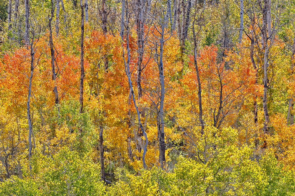 USA, Utah. Wasatch Mountains Aspen in fall color along Highway 39 art print by Darrell Gulin for $57.95 CAD