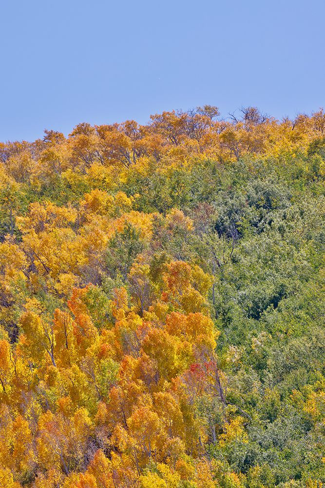 USA, Utah. Wasatch Mountains Aspen in fall color along Highway 39 art print by Darrell Gulin for $57.95 CAD