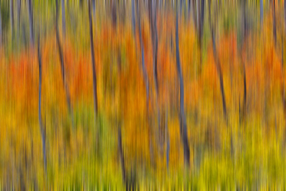 USA, Utah. Wasatch Mountains blur of Aspen in fall color along Highway 39 art print by Darrell Gulin for $57.95 CAD