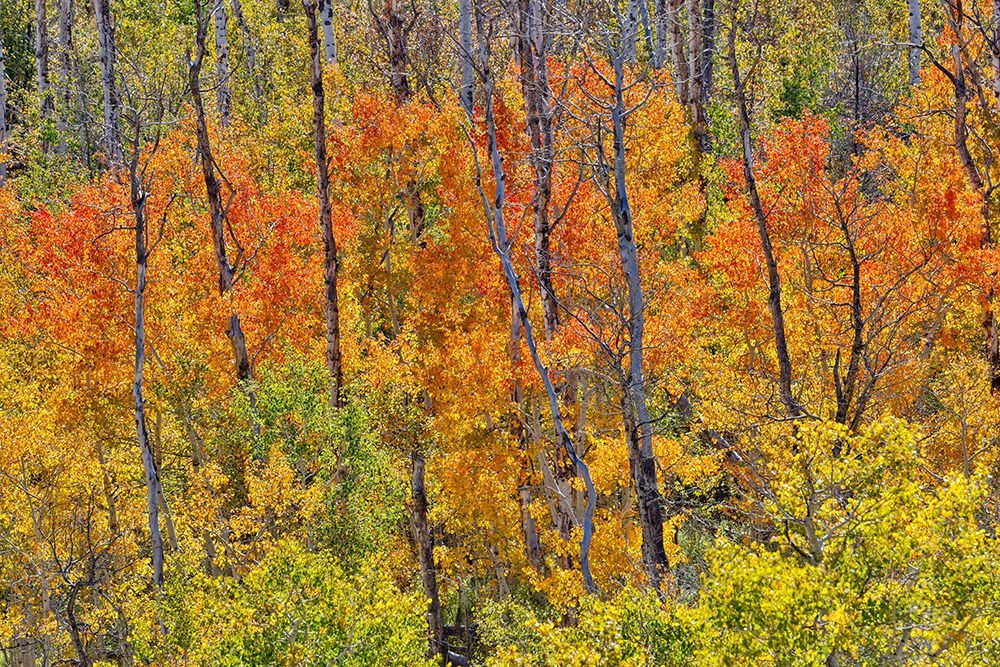 USA, Utah. Wasatch Mountains Aspen in fall color along Highway 39 art print by Darrell Gulin for $57.95 CAD