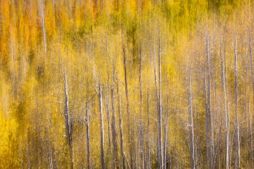 USA, Utah. Wasatch Mountains blur of Aspen in fall color along Highway 39 art print by Darrell Gulin for $57.95 CAD