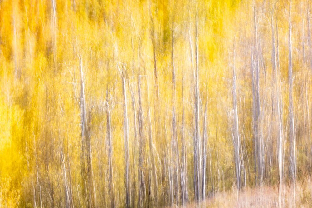 USA, Utah. Wasatch Mountains blur of Aspen in fall color along Highway 39 art print by Darrell Gulin for $57.95 CAD