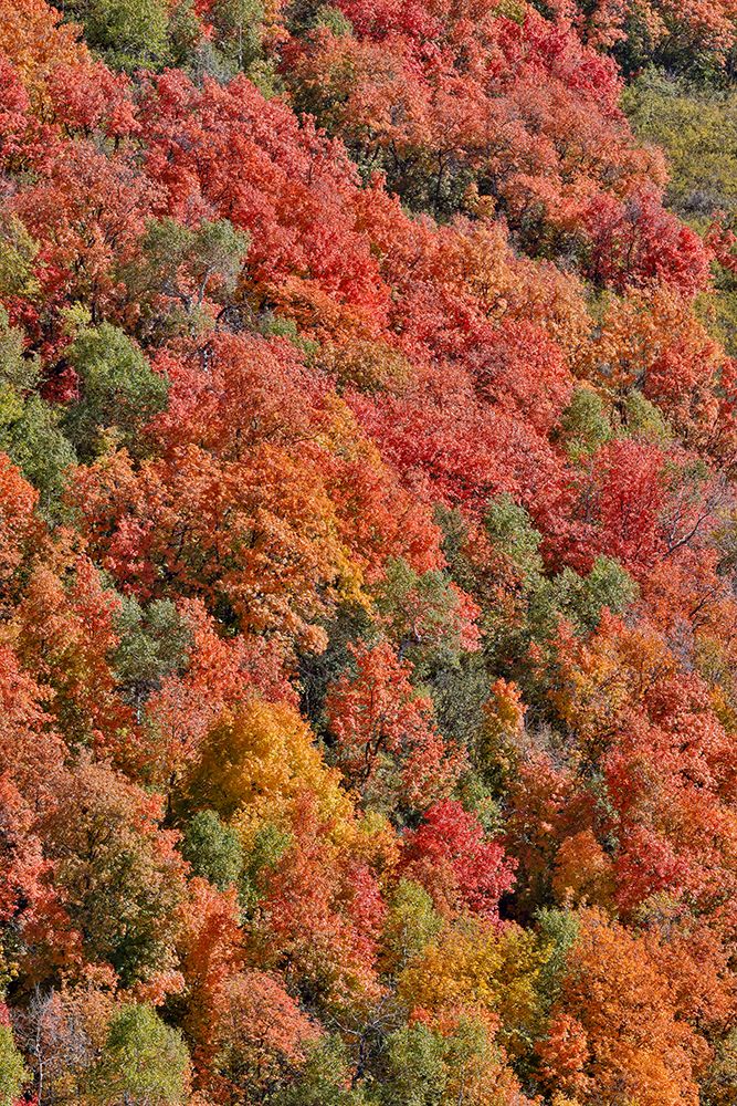 USA, Utah. Wasatch Mountains maple in fall color along Highway 39 art print by Darrell Gulin for $57.95 CAD