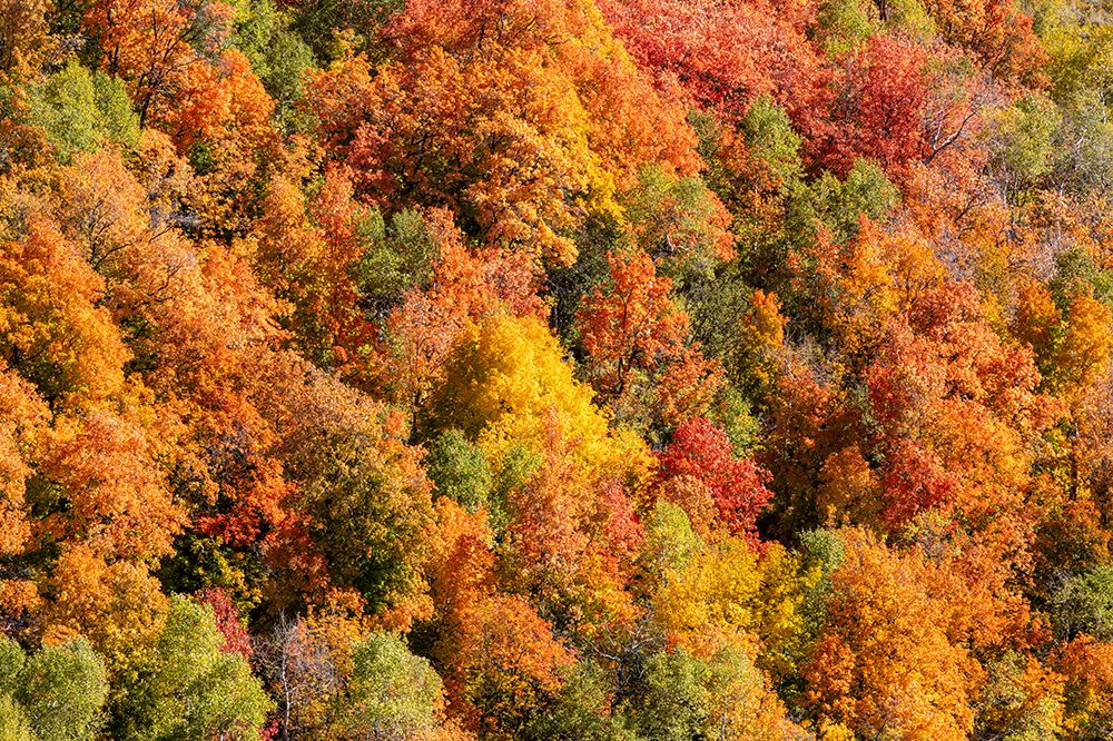 USA, Utah. Wasatch Mountains maple in fall color along Highway 39 art print by Darrell Gulin for $57.95 CAD