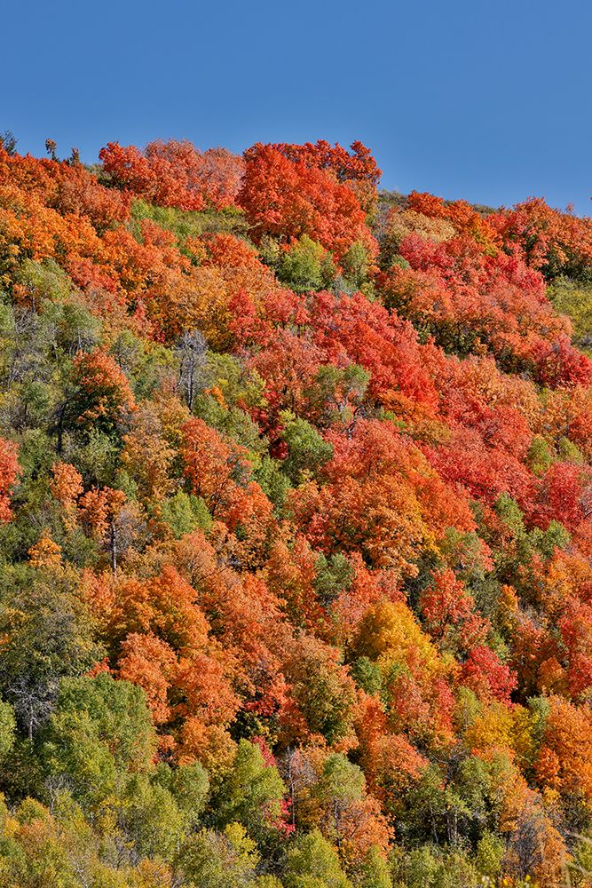 USA, Utah. Wasatch Mountains maple in fall color along Highway 39 art print by Darrell Gulin for $57.95 CAD