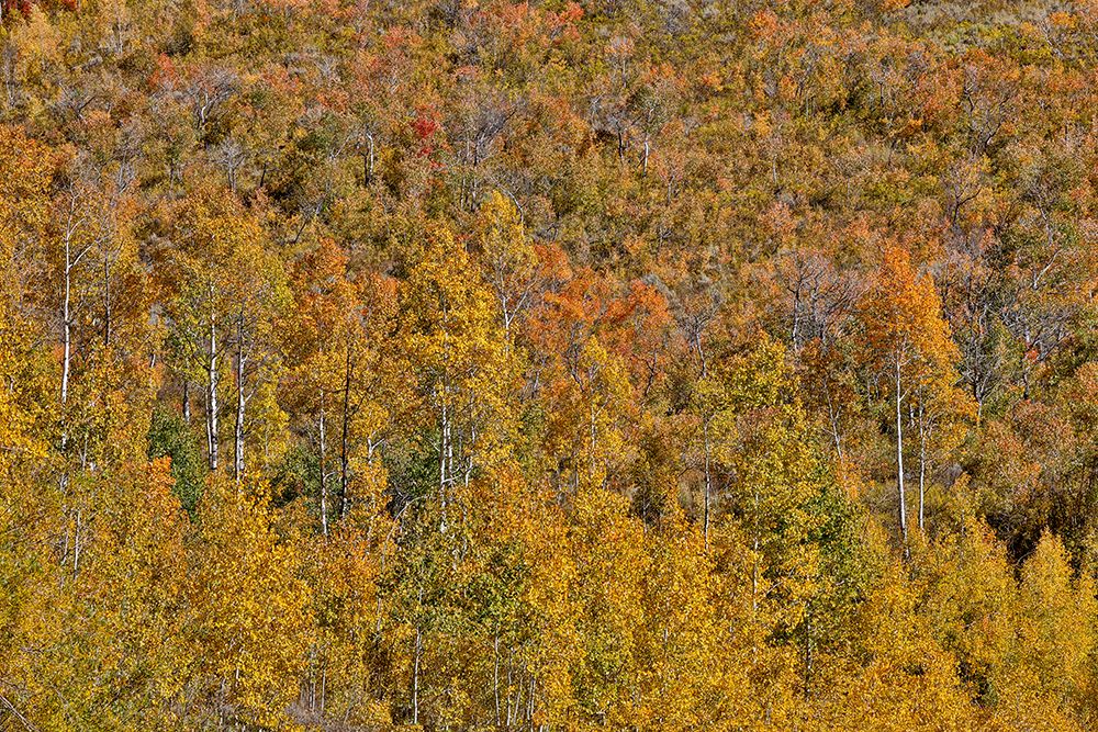 USA, Utah. Wasatch, maple and Aspen trees along Highway 89 east of Ogden in full blazing fall color art print by Darrell Gulin for $57.95 CAD