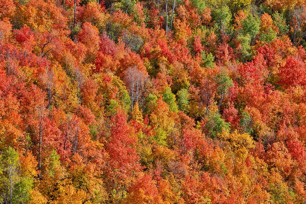 USA, Utah. Wasatch Mountains maple in fall color along Highway 39 art print by Darrell Gulin for $57.95 CAD