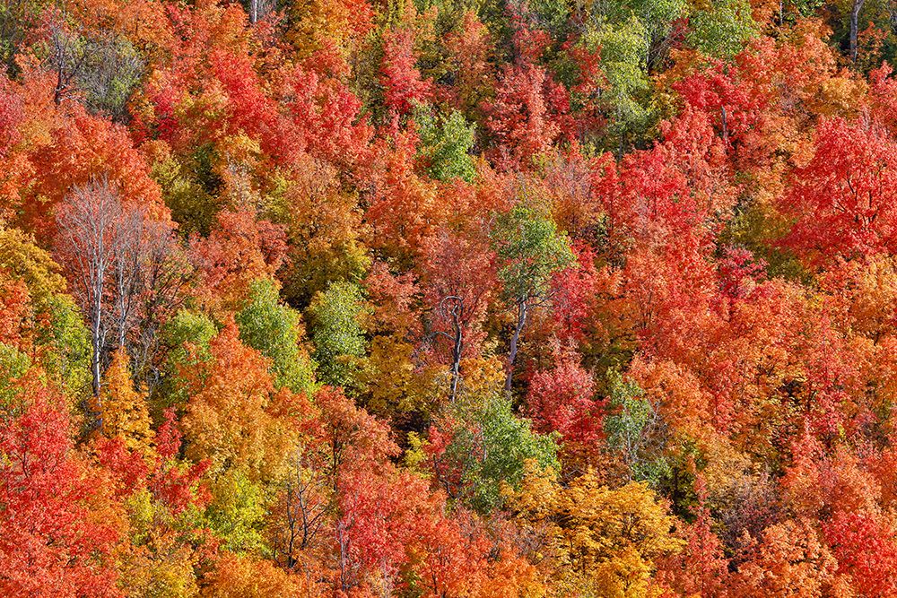 USA, Utah. Canyon maple and Aspen trees along Highway 89 east of Ogden Utah in full fall color. art print by Darrell Gulin for $57.95 CAD