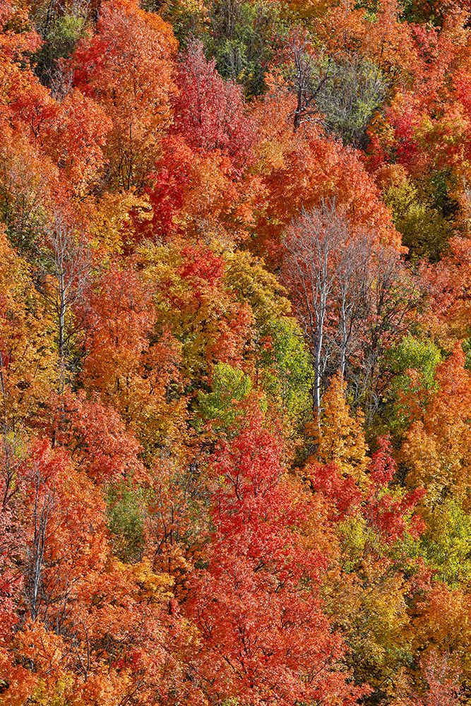 USA, Utah. Canyon maple and Aspen trees along Highway 89 east of Ogden Utah in full fall color. art print by Darrell Gulin for $57.95 CAD