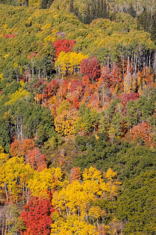 USA, Utah, Park City. Aspen and maple in fall color on Wasatch Mountains hillsides art print by Darrell Gulin for $57.95 CAD