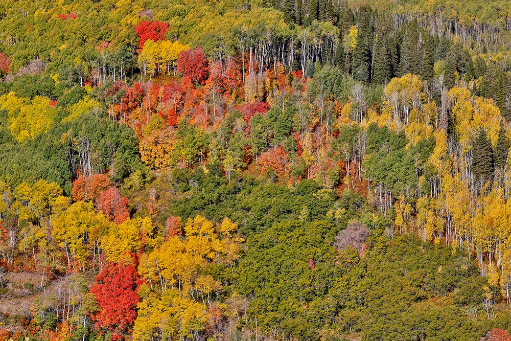 USA, Utah, Park City. Aspen and maple in fall color on Wasatch Mountains hillsides art print by Darrell Gulin for $57.95 CAD