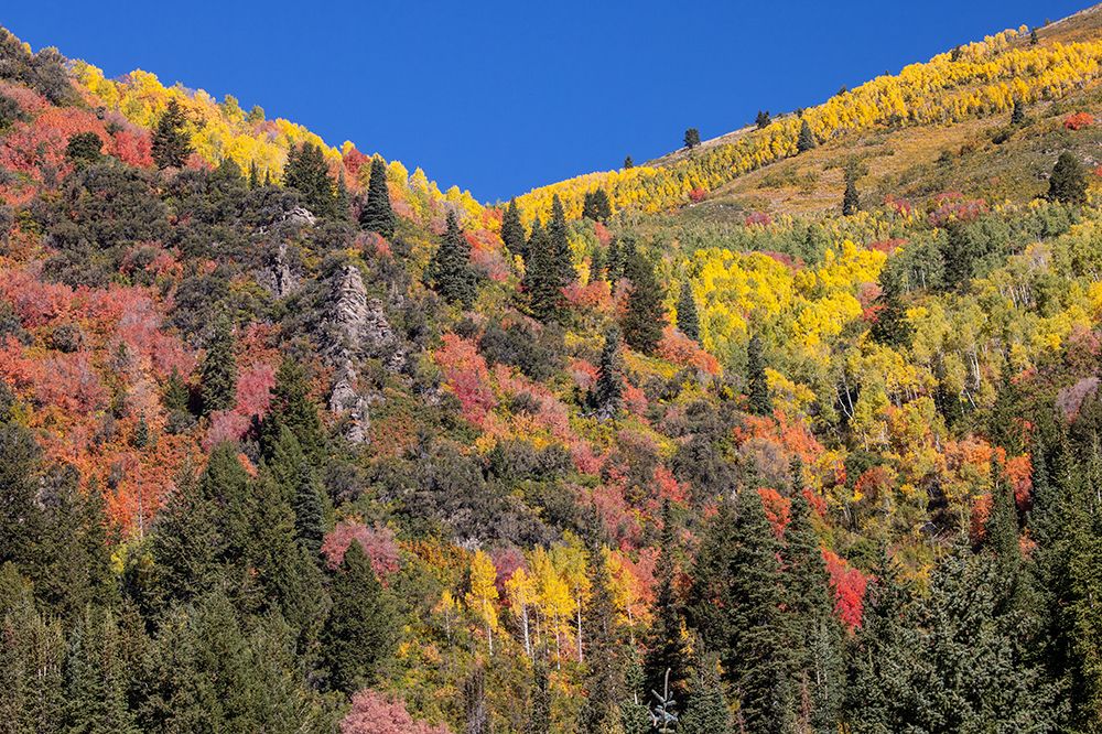 USA, Utah, Park City. Aspen and maple in fall color on Wasatch Mountains hillsides art print by Darrell Gulin for $57.95 CAD