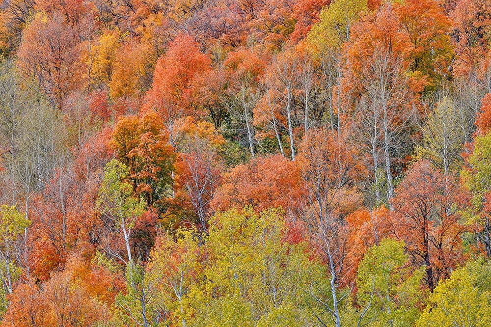 USA, Utah. Wasatch Mountains, Logan Canyon, Highway 89 with fall colors Aspens and maple art print by Darrell Gulin for $57.95 CAD