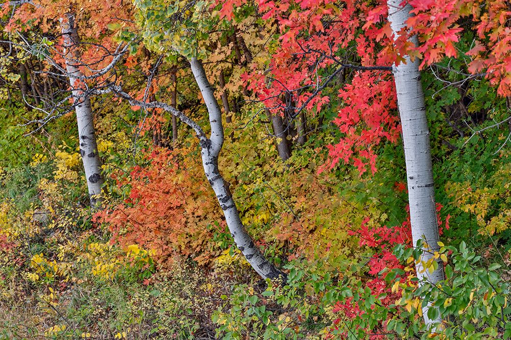 USA, Utah, Garden City. Aspen and maple on hillsides just east of town art print by Darrell Gulin for $57.95 CAD