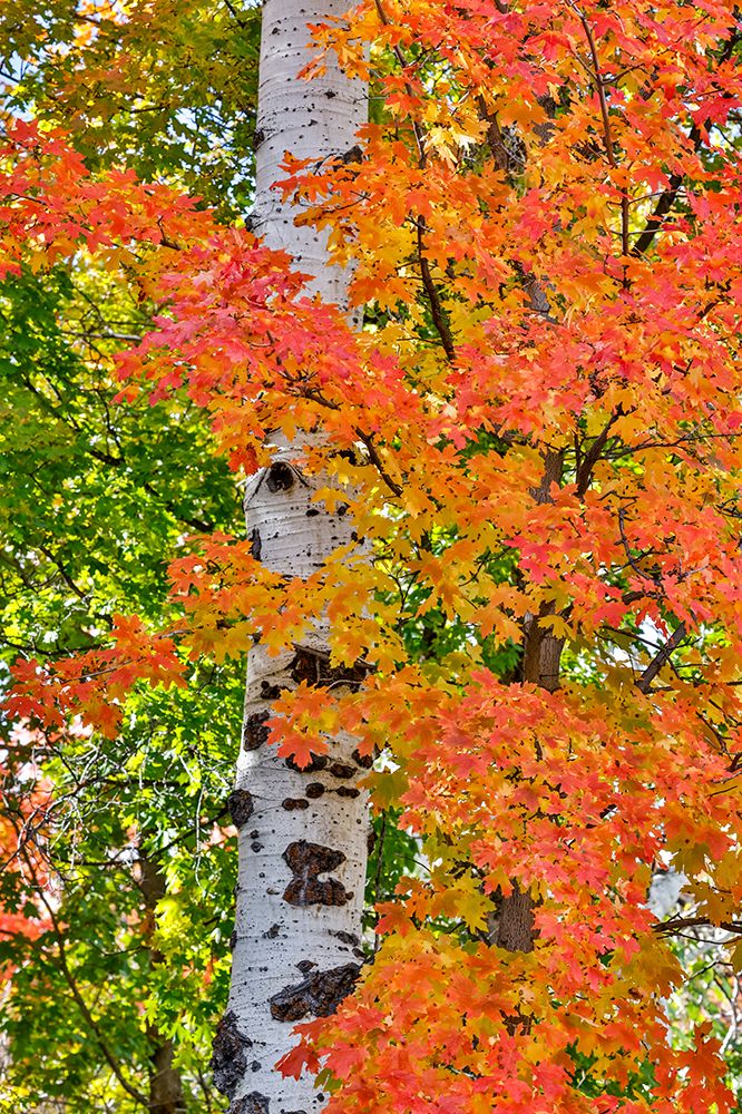USA, Utah, Garden City. Aspen and maple on hillsides just east of town art print by Darrell Gulin for $57.95 CAD