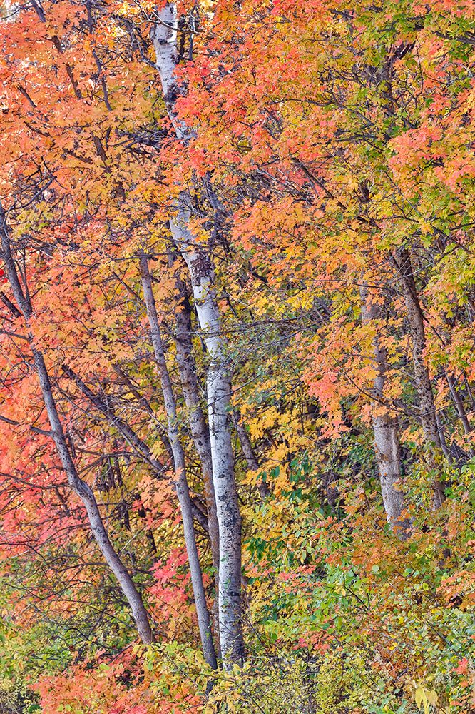 USA, Utah, Garden City. Aspen and maple on hillsides just east of town art print by Darrell Gulin for $57.95 CAD