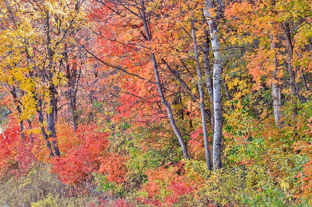USA, Utah, Garden City. Aspen and maple on hillsides just east of town art print by Darrell Gulin for $57.95 CAD