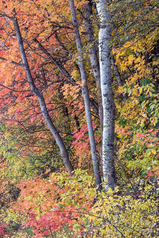 USA, Utah, Garden City. Aspen and maple on hillsides just east of town art print by Darrell Gulin for $57.95 CAD