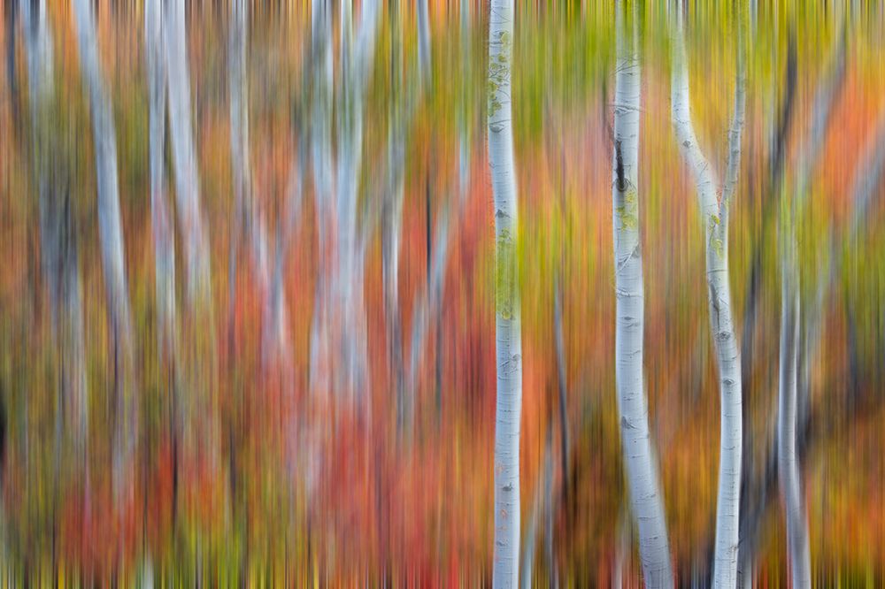 USA, Utah, Garden City. Blur of Aspen and maple on hillsides just east of town art print by Darrell Gulin for $57.95 CAD