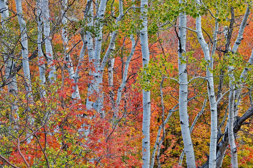 USA, Utah, Garden City. Aspen and maple on hillsides just east of town art print by Darrell Gulin for $57.95 CAD