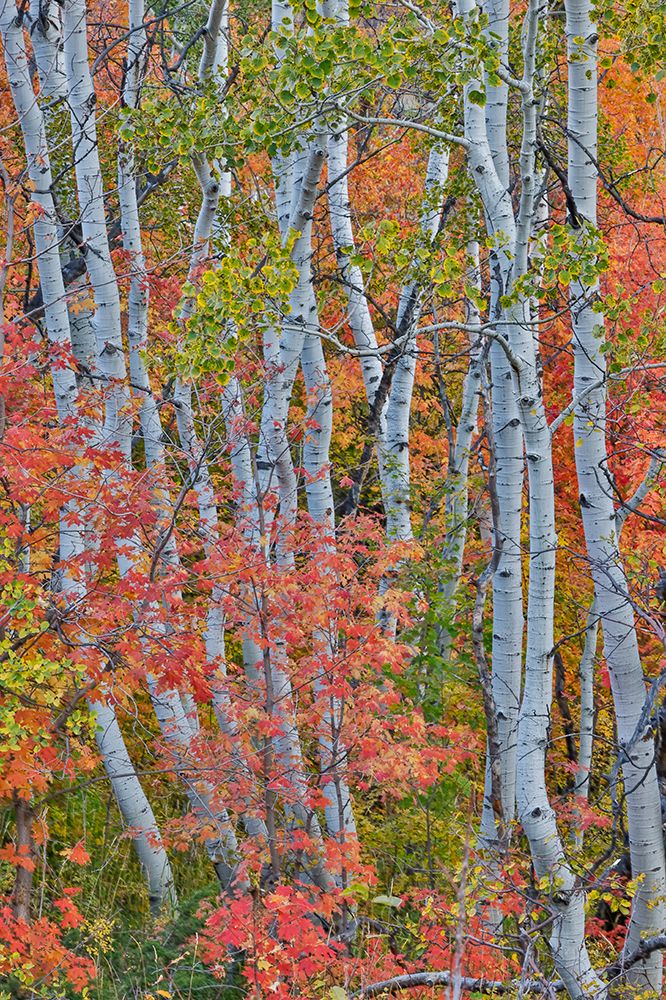 USA, Utah, Garden City. Aspen and maple on hillsides just east of town art print by Darrell Gulin for $57.95 CAD