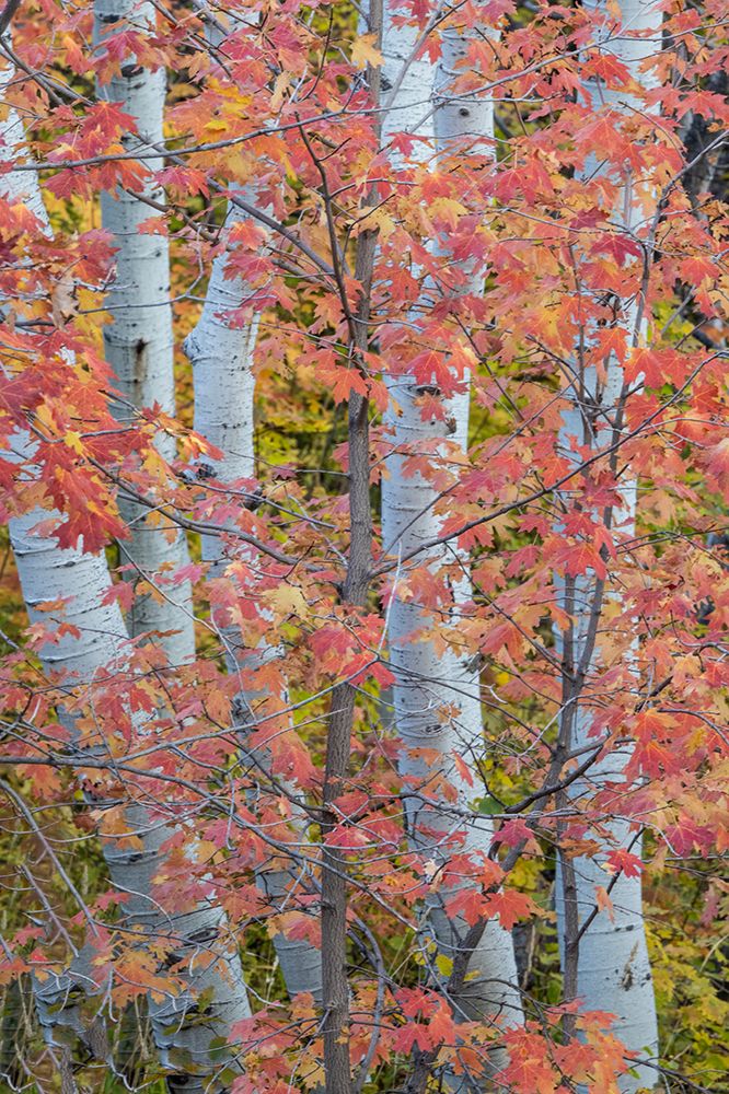 USA, Utah, Garden City. Aspen and maple on hillsides just east of town art print by Darrell Gulin for $57.95 CAD