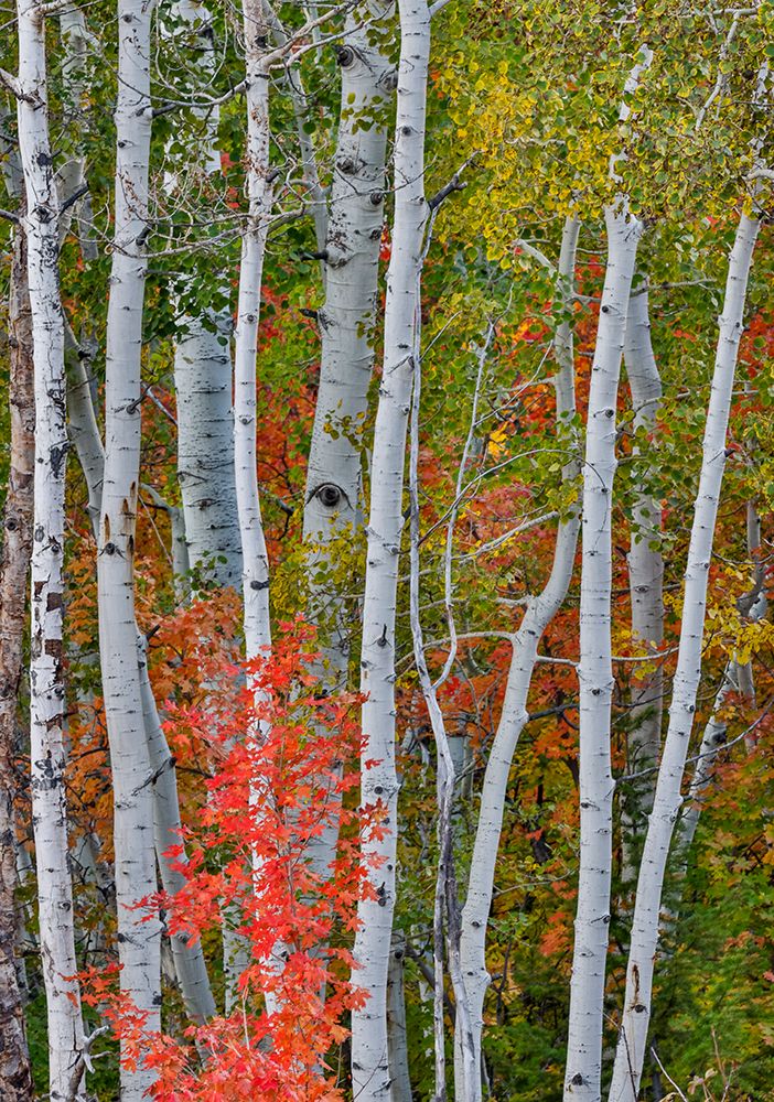USA, Utah, Garden City. Aspen and maple on hillsides just east of town art print by Darrell Gulin for $57.95 CAD