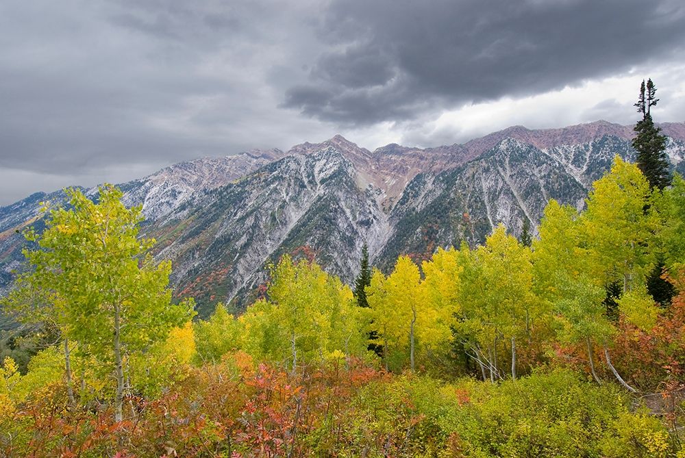 Fall Foliage in Little Cottonwood Canyon, Red Pine Trail, Wasatch-Cache National Forest, Utah. art print by Howie Garber for $57.95 CAD