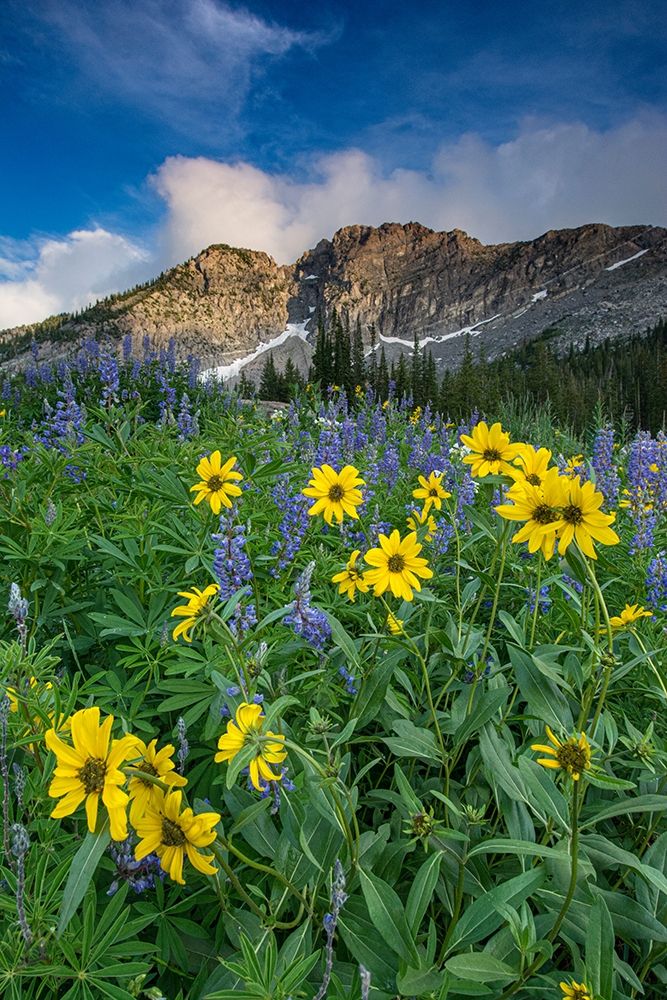 Arnica and lupine-Devils Castle-Albion Basin-Alta Ski Resort Wasatch Mountains art print by Howie Garber for $57.95 CAD