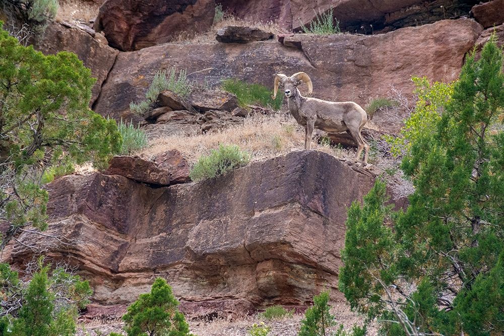 Big horn ram on cliff-Dinosaur National Monument-Utah-USA art print by Howie Garber for $57.95 CAD