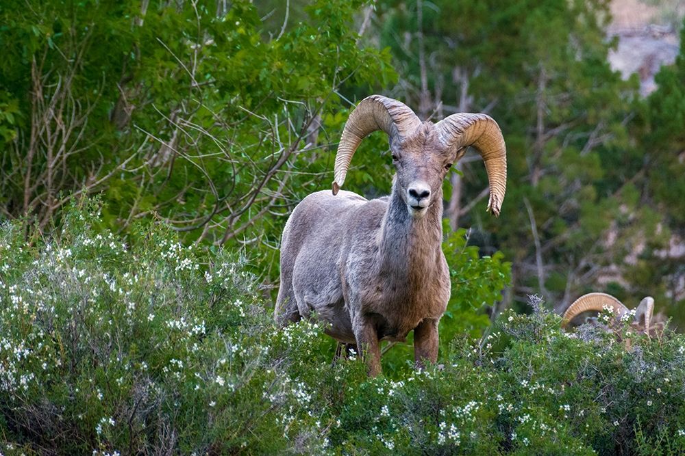 Big horn ram portrait in wildflowers-Dinosaur National Monument-Utah-USA art print by Howie Garber for $57.95 CAD
