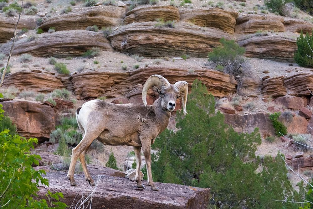 Bighorn ram on cliff-eye contact-Dinosaur National Monument-Utah-USA art print by Howie Garber for $57.95 CAD