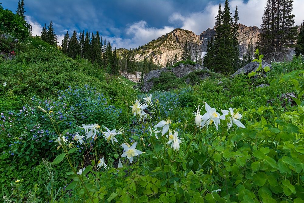 Columbine wildflowers and bluebells in Albion Basin-Alta Ski Resort-Wasatch Mountains art print by Howie Garber for $57.95 CAD