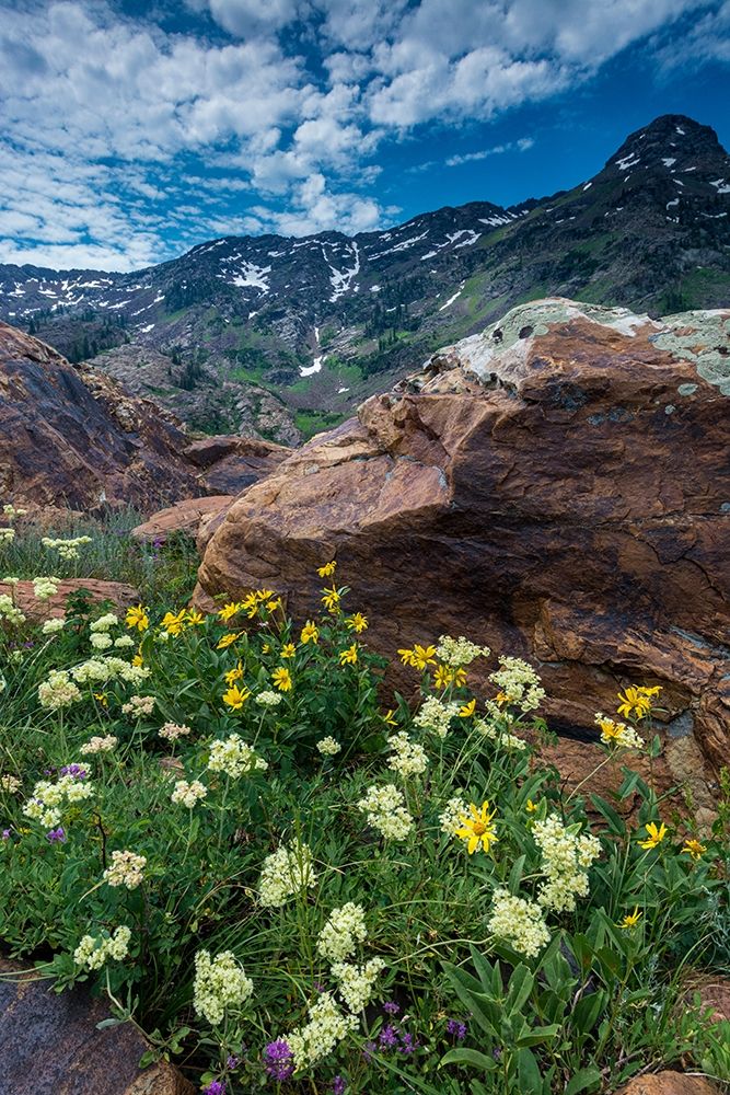 Cow parsnip-mules ear-and quartzite rock in Twin Peaks Wilderness art print by Howie Garber for $57.95 CAD