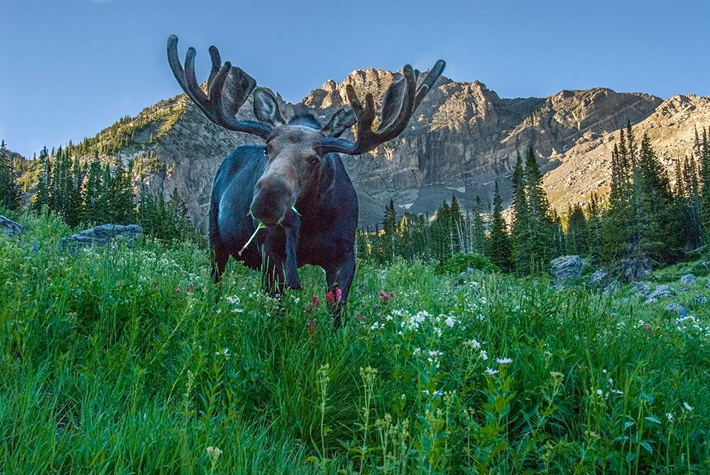 Grazing bull moose eye to eye with photographer-Wasatch Mountains-Alta-Utah-USA art print by Howie Garber for $57.95 CAD