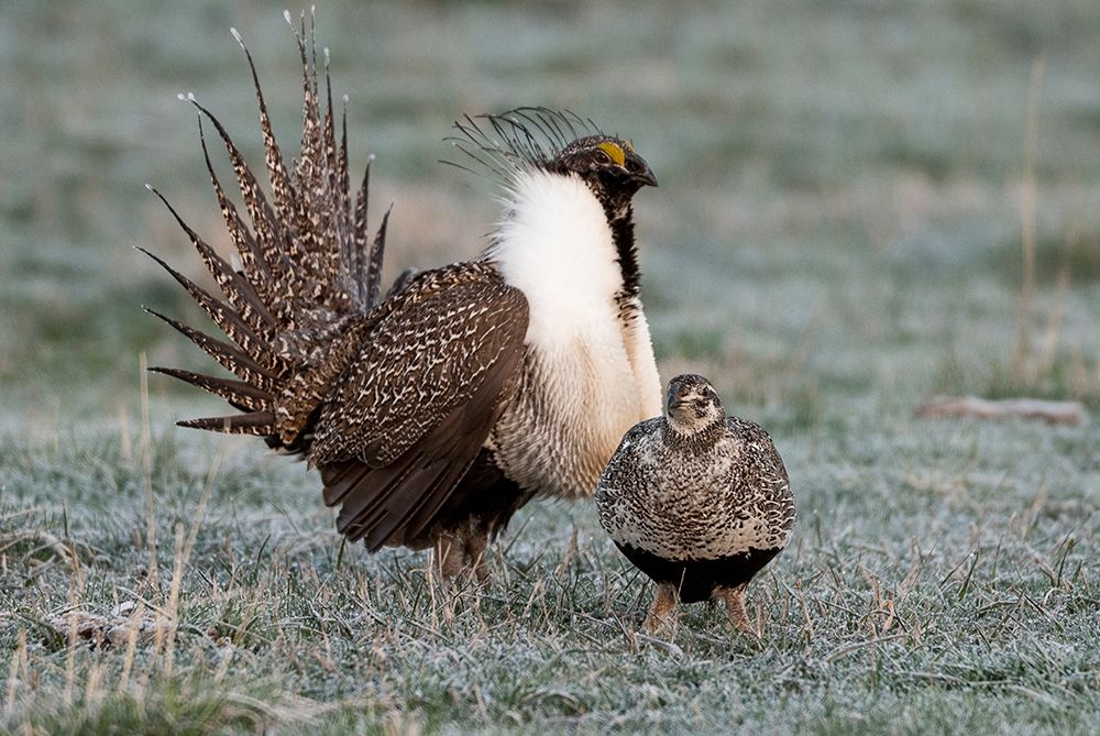Greater sage grouse male and female at lek-Hennifer-Utah-USA art print by Howie Garber for $57.95 CAD
