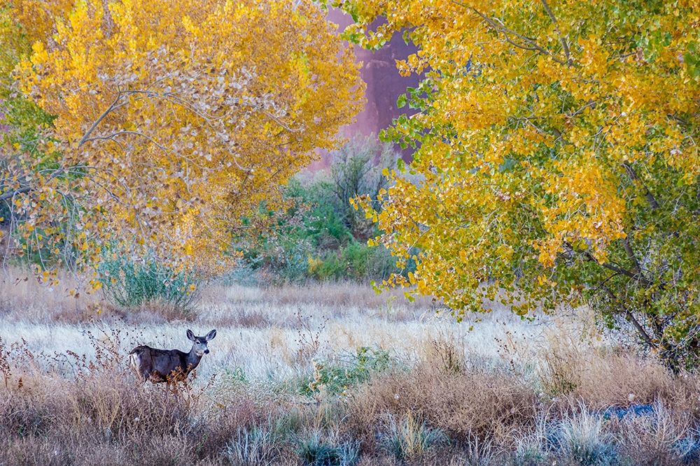 Whitetail deer grazing under autumn cottonwood tree-near Moab-Utah-USA art print by Howie Garber for $57.95 CAD