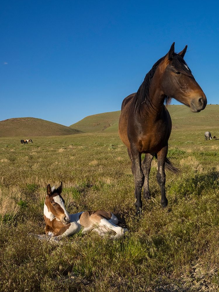 Wild horse mother shows off her yearling foal-Pony express byway art print by Howie Garber for $57.95 CAD