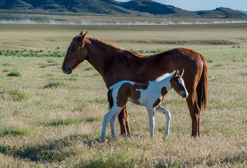 Wild horses-mother and yearling foal graze along Pony Express Byway art print by Howie Garber for $57.95 CAD