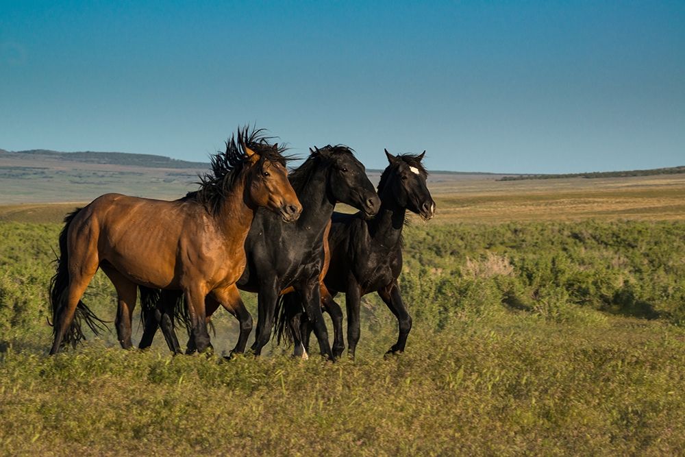 Wild stallions of Onaqui Herd graze along Pony Express Byway near Dugway art print by Howie Garber for $57.95 CAD
