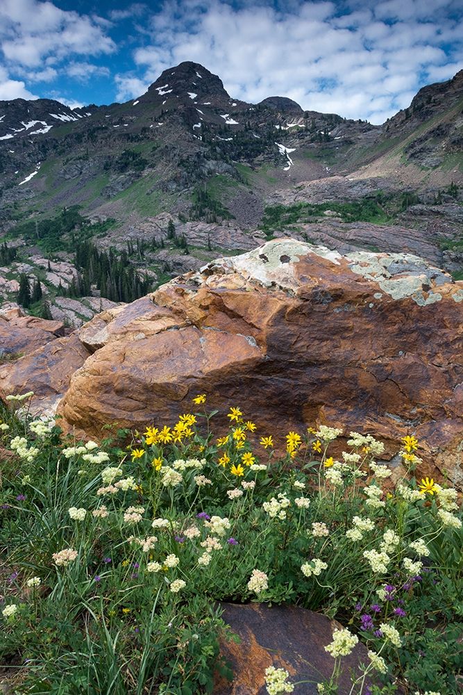 Wildflowers and Dromedary Peak-Twin Peaks Wilderness-Wasatch Mountains near Salt Lake City-Utah-USA art print by Howie Garber for $57.95 CAD