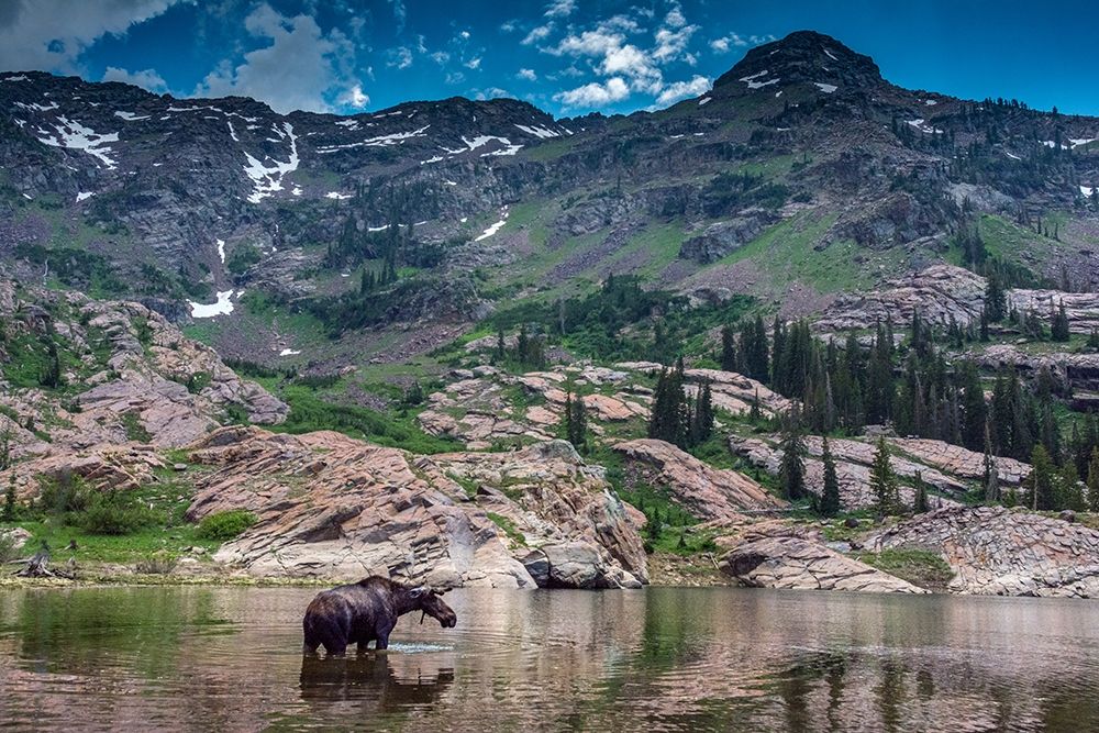 Young bull moose wading in Lake Lilian-Wasatch Mountains near Lake Blanche art print by Howie Garber for $57.95 CAD