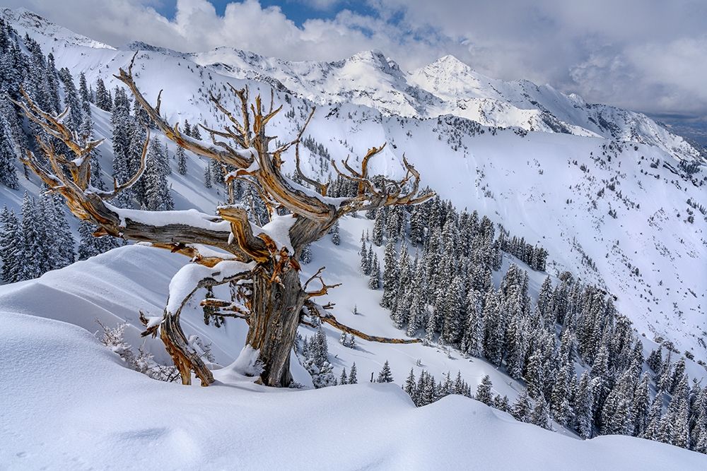 Utah-Ancient Limber pine on ridge during winter Big Cottonwood Canyon near Salt Lake City and Alta art print by Howie Garber for $57.95 CAD