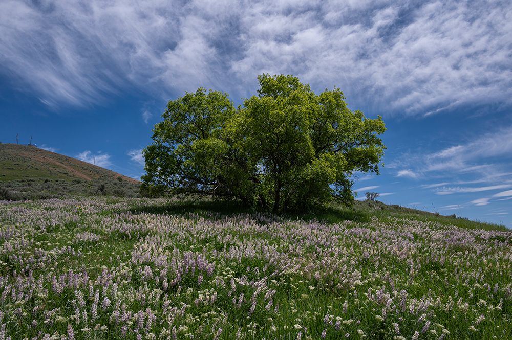 USA, Utah. Oak tree on hillside of lupine art print by Howie Garber for $57.95 CAD