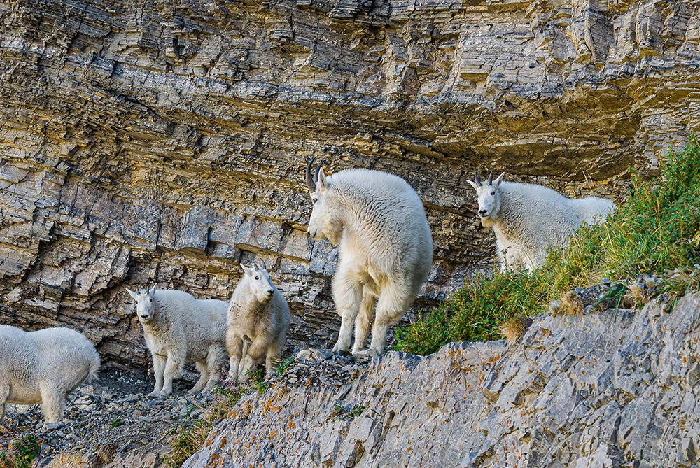 USA, Utah. Family of mountain goats on rocky ledge, Mount Timpanogos Wilderness. art print by Howie Garber for $57.95 CAD