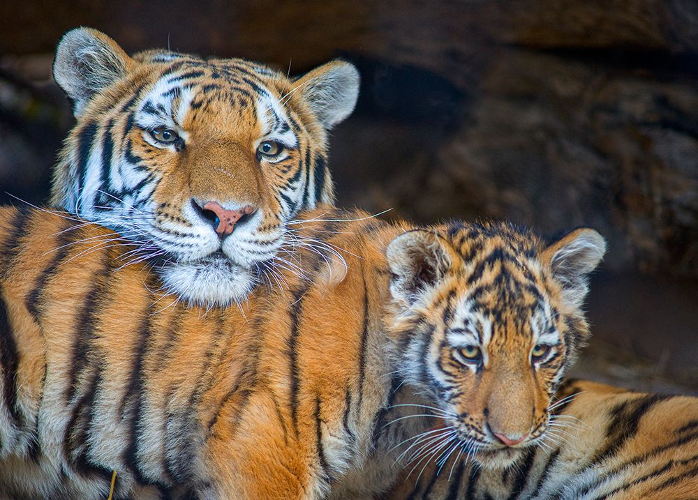 USA, Utah. Amur (Siberian) tiger mother interacting with male cub, Hogle Zoo, Salt Lake City. art print by Howie Garber for $57.95 CAD